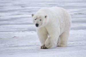 800px-Polar_Bear_-_Alaska
