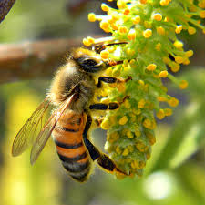 Honey Bee Care