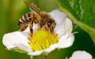 Honey Bee Care Pollinator