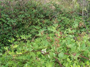 Blackberry Invasive Weed Species & Noxious Weed