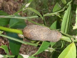 Growing Citrus Gall On a Tree
