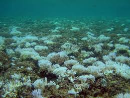 coral-bleaching-2
