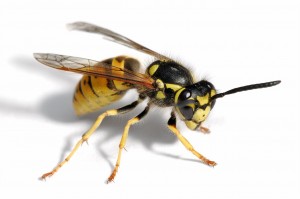 European Wasp