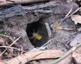 European Wasp Nest Hole