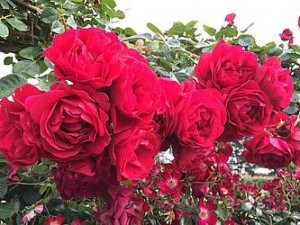 Florabunda Roses