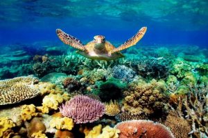 great-barrier-reef-coral