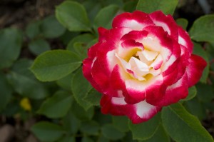 Hybrid T Roses