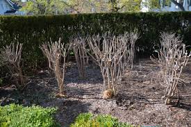 Hydrangea Pruning 